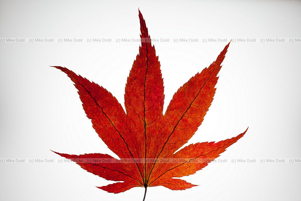 Acer autumn colour