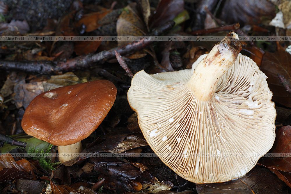 Lactarius  Milkcap.  Exude milk from gills and flesh when its damaged.  Flesh is brittle like Russulas so easily breaks up.
