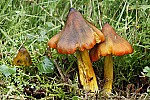 Hygrocybe  Waxcaps.  Brightly coloured mushrooms with a waxy feel.  In UK usually found in grassland although in other parts of the world they can also be found in woodland