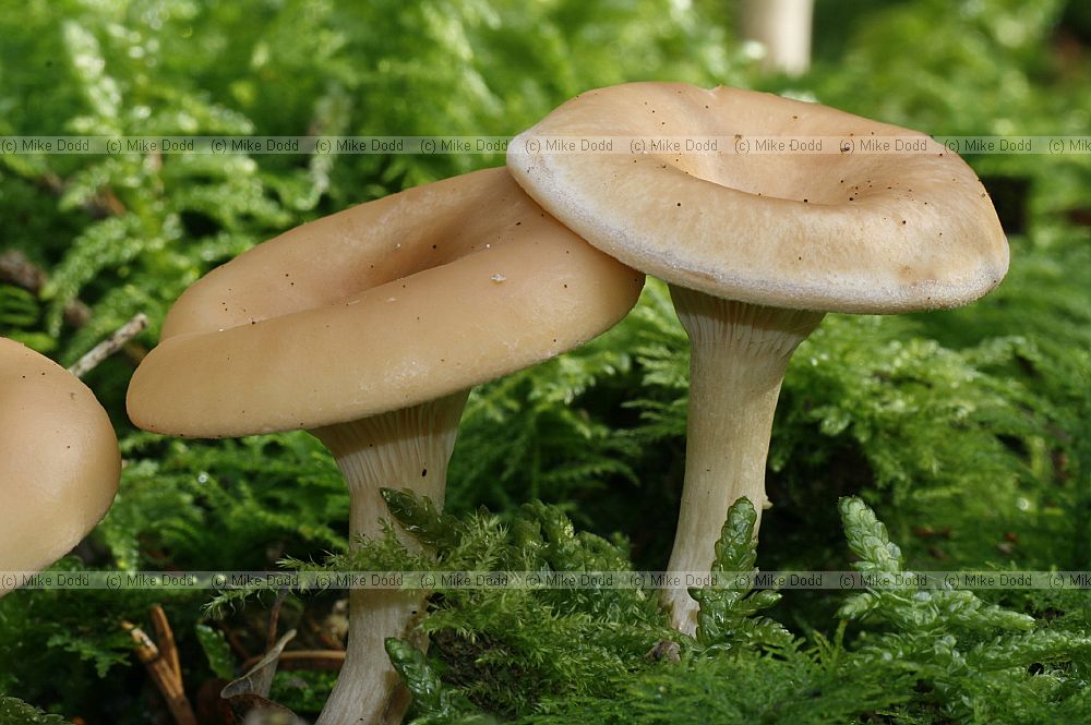 Clitocybe  funnel caps.  As name suggests usually funnel shaped some species are very large although others are small.  Gills usually run down the stem (decurrent).  Often have distinctive smells.