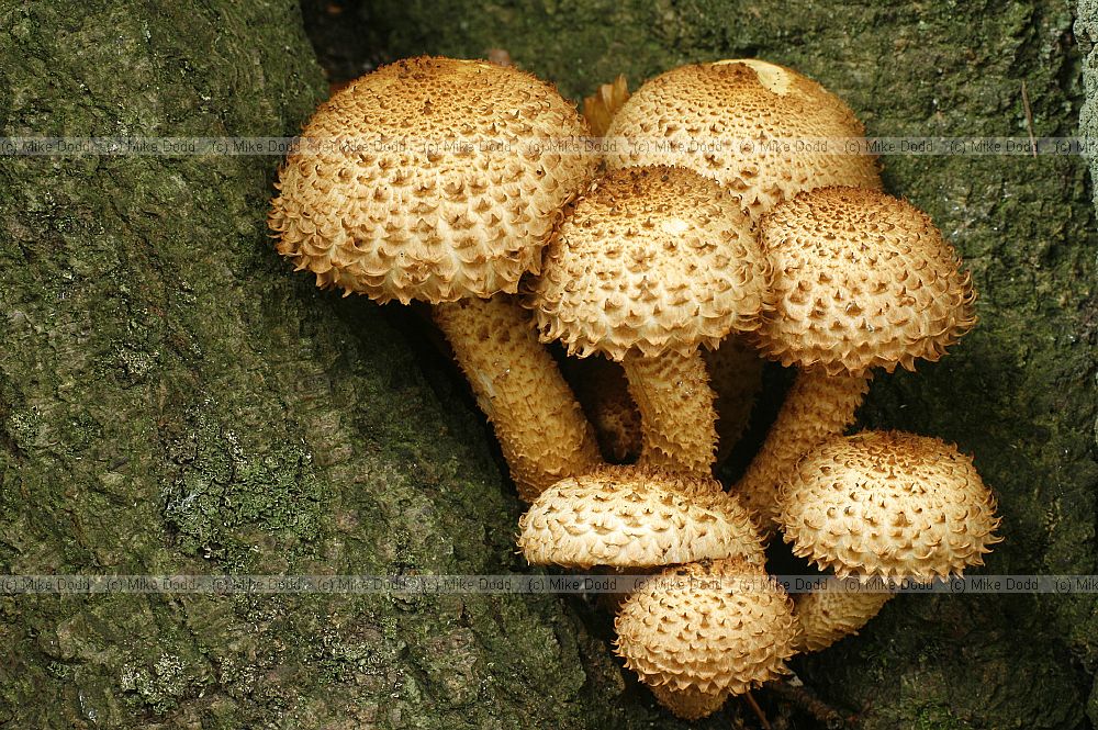 Pholiota  Scalycaps. Most species yellowish and usually grow in clumps on stumps or branches.