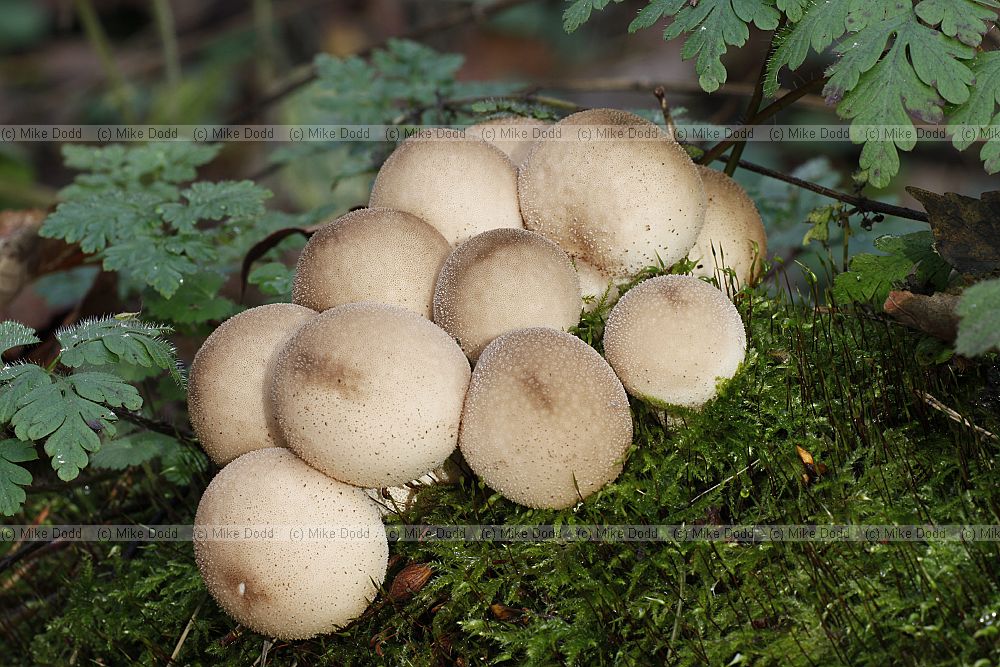 Puffballs and Earthballs  Spores are inside a roundish ball shaped structure.  Spore mass usually starts off white and matures brownish.
