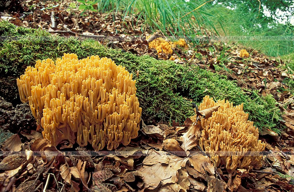 Coral fungi  as name suggests fungi that look like coral.  White yellow grey even pink branched structures usually growing on the ground.