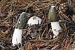 Phallus impudicus - Stinkhorn, Unmistakable. Fruiting body becomes erect from underground egg stage.  Flies carry off the green foul smelling spore mass.