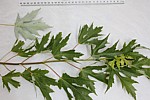 Acer saccharinum Silver Maple