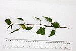 Betula pendula Silver Birch