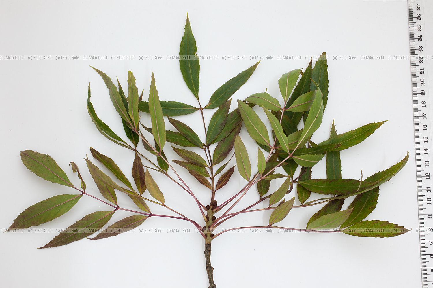 Fraxinus angustifolia ssp oxycarpa 'Raywood' Claret Ash