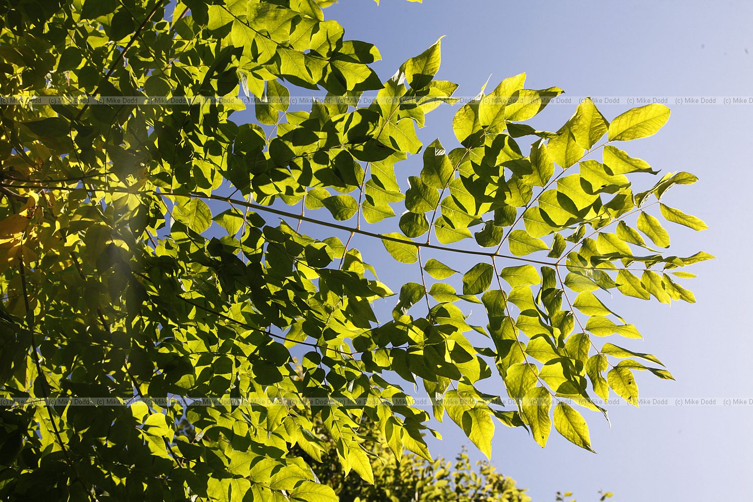 Gymnocladus dioica Kentucky coffee tree