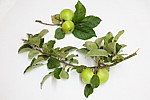 Malus domestica Orchard apple seedling growing wild in a hedgerow. Tasted quite sweet but tough skiin they were ripe and falling off the tree