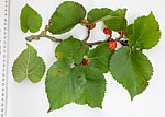 Morus nigra Black Mulberry