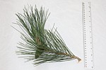Pinus nigra nigra Austrian Pine (?)