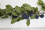 Prunus domestica ssp. institia Bullace