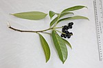 Prunus laurocerasus Cherry Laurel