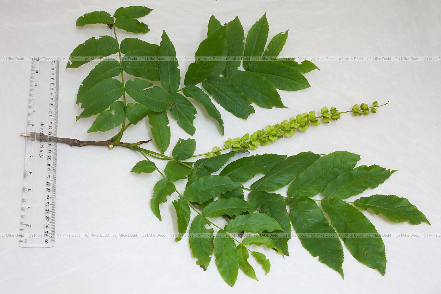 Pterocarya fraxinifolia Caucasian Wingnut