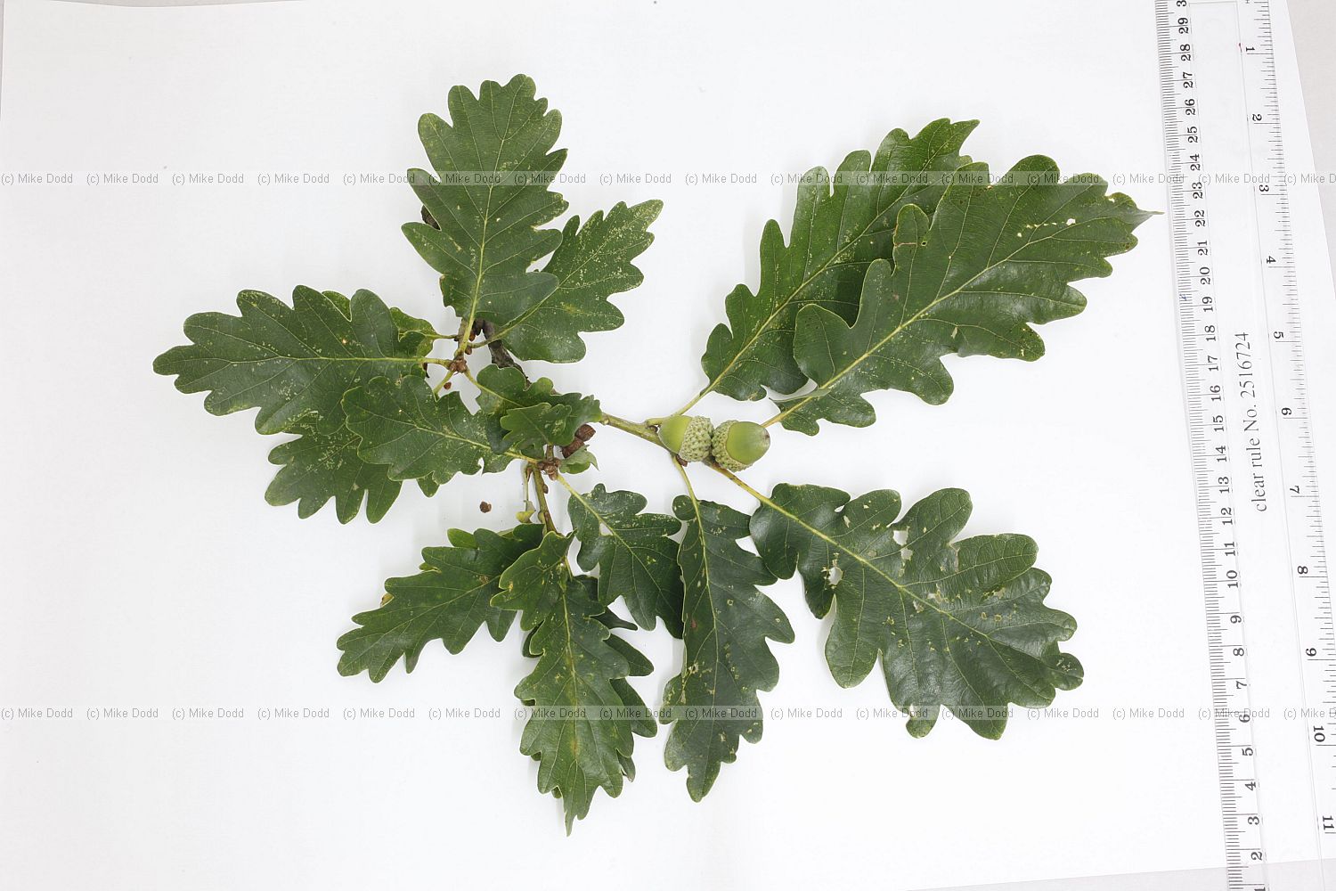 Quercus petraea Sessile Oak