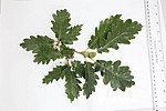 Quercus petraea Sessile Oak