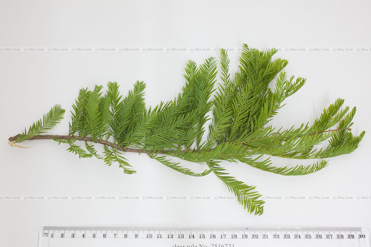 Taxodium distichum Swamp Cypress
