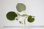 Tilia tomentosa 'Petiolaris' Silver Pendent Lime