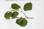 Tilia x europaea Common Lime