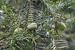 Torreya nuctifera Japanese nutmeg