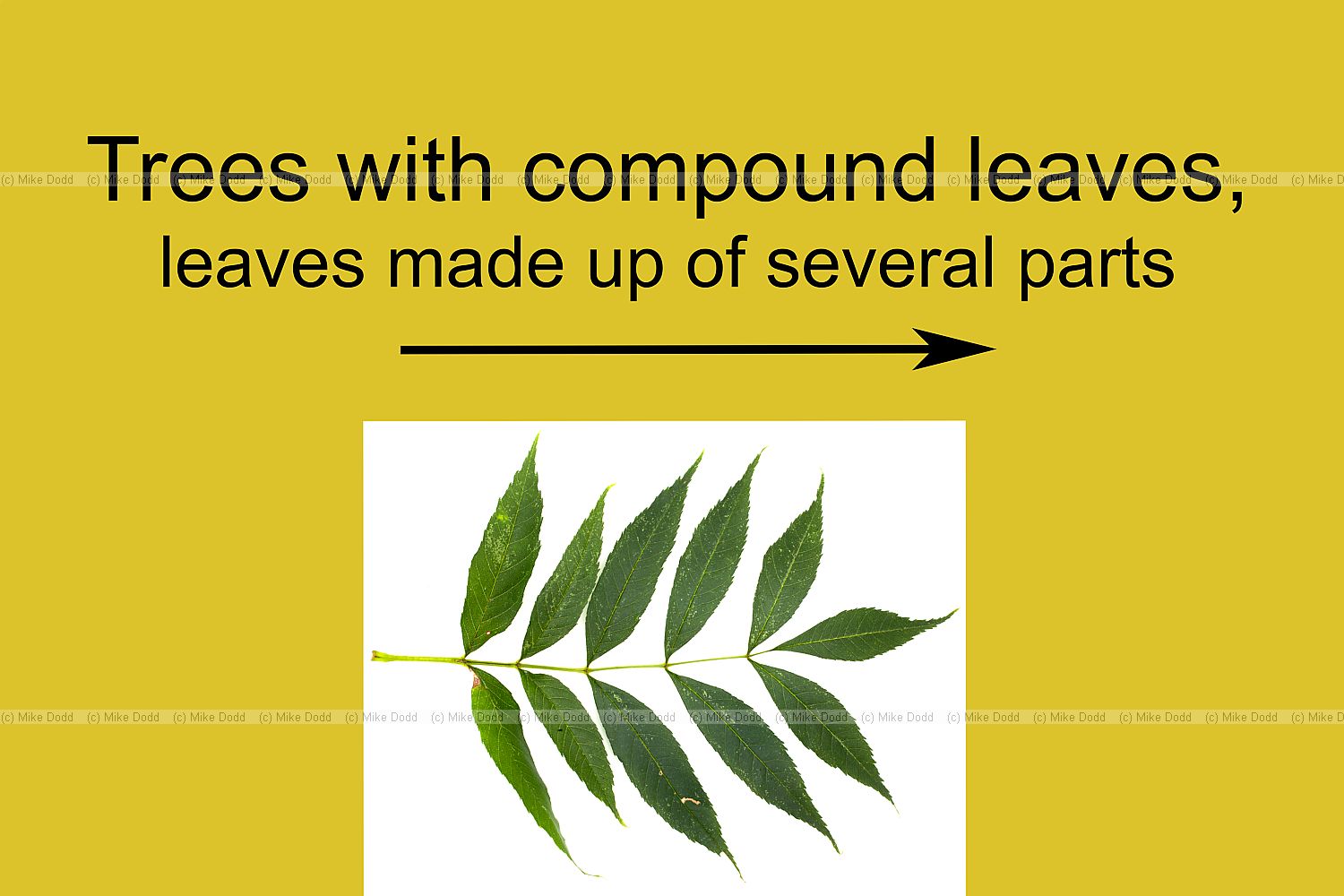 Trees with compound leaves