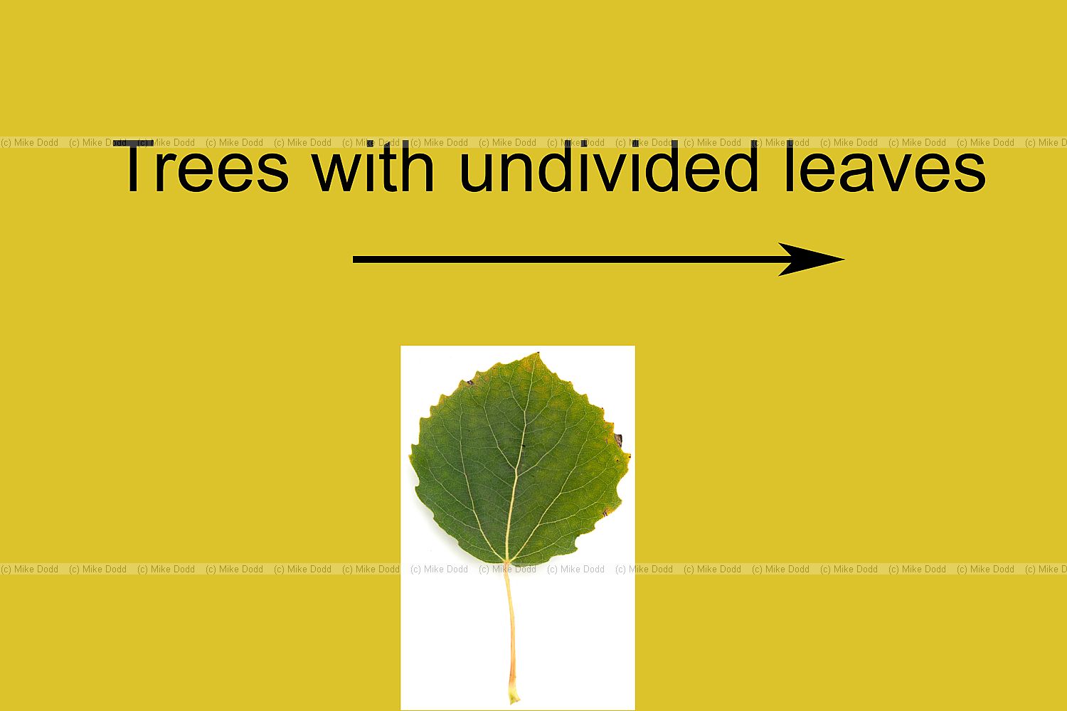 Trees with undivided leaves
