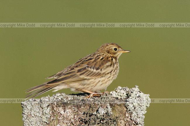 Meadow pipit in evening light