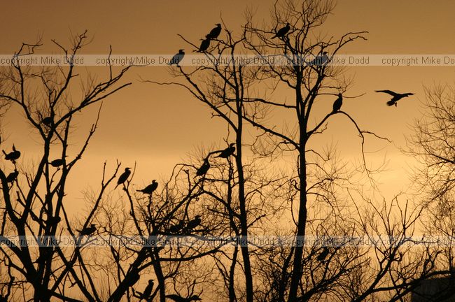 Cormorants sunset Caldecotte