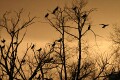 Cormorants sunset Caldecotte