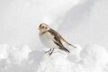 Snow bunting in snow Cairngorms