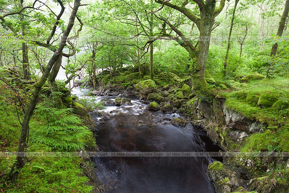 Stream running through verdant woodland