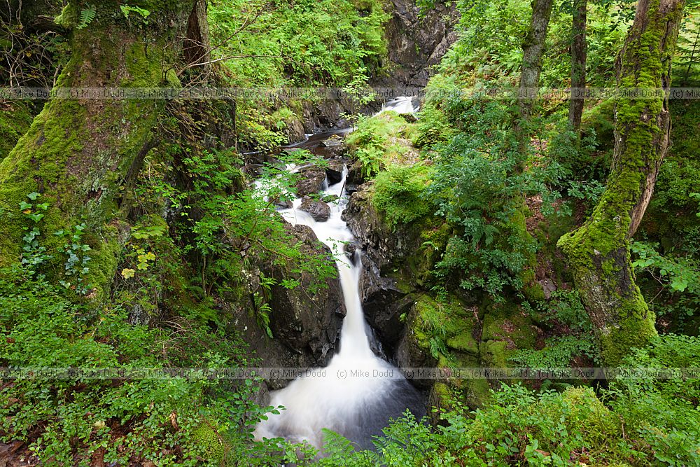 Waterfall in verdant woodland