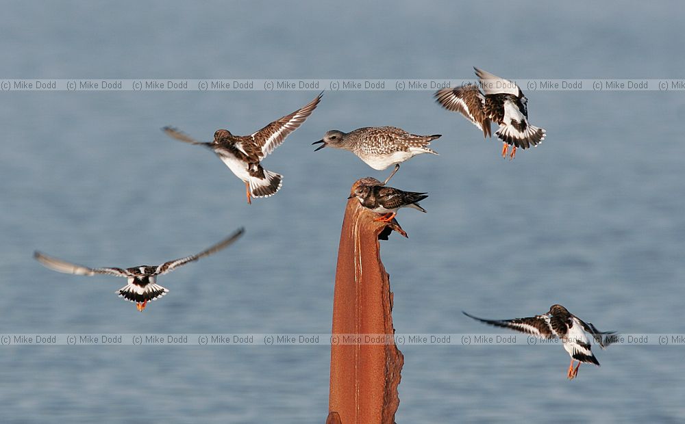 Arenaria interpres Turnstone attempting to land on post controlled by Grey plover