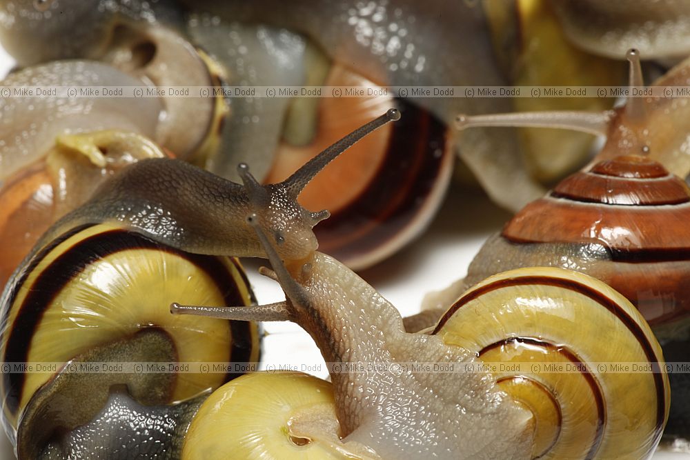 Cepaea nemoralis Banded snail