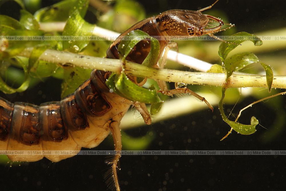 Dytiscus marginalis Great Diving Beetle (larva)