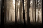 Misty pine woodland
