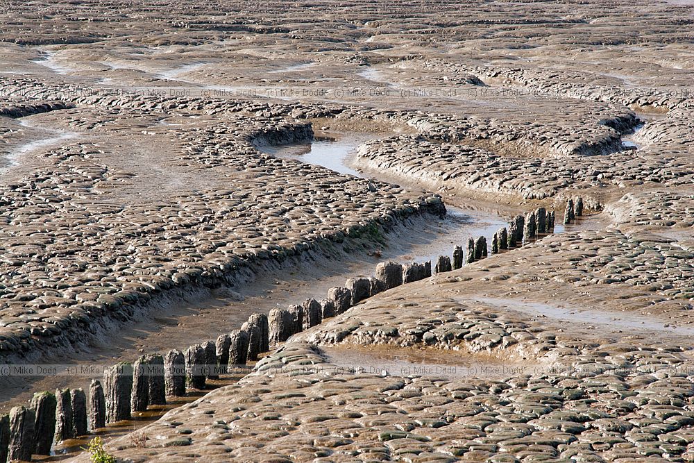 Patterns in silty mud with small wooden posts