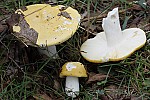 Russula – Brittlegills.  Many brightly coloured species with caps of red yellow purple green or white.  Brittle flesh easily fall to pieces if handled.  They often have a simple white stem. The gills (and spores) are white or pale coloured.