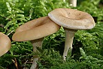 Clitocybe – funnel caps.  As name suggests usually funnel shaped some species are very large although others are small.  Gills usually run down the stem (decurrent).  Often have distinctive smells.