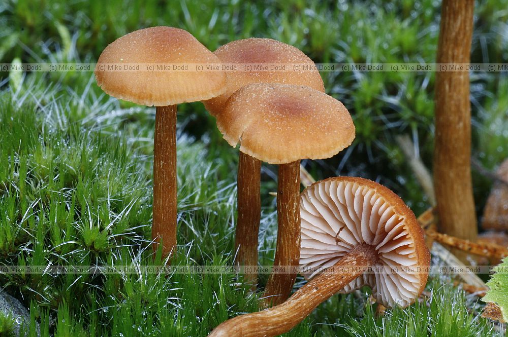 Laccaria – deceivers.  Colour often different when wet or dry and can look like any old small brown mushroom until you get your eye in to distinguish them.  Usually on ground in woods or heath.