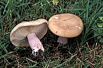 Lepista – Blewits. Generally quite meaty mushrooms with purplish stem with no ring. Some species in woodland, others in grassland.
