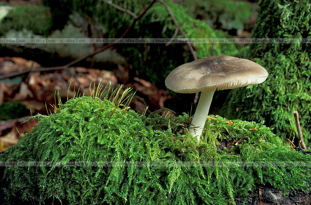 Pluteus.  Often singly on rotting wood can often see the tinge of pink spores on the gills.