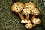 Pholiota – Scalycaps. Most species yellowish and usually grow in clumps on stumps or branches.