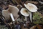 Hebeloma – Poisonpie.  Caps often slimy and dull cream coloured.  Gills clay coloured.