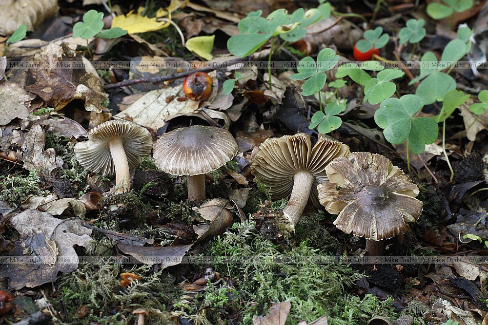 Inocybe – Fibrecap.  Cap often breaks up into radiating stripes as it dries out.  Small dull coloured fungi often seen along tracks.