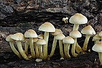 Hypholoma – dull orange/yellow or fawn coloured often growing on stumps in clusters.