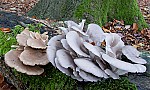 Pleurotus – oyster. Sometimes sold in supermarkets. Shell like cap with gills below growing on wood.