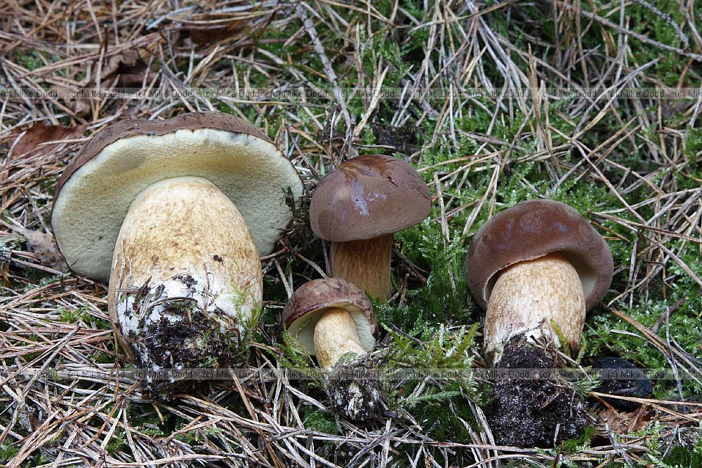 Boletus (and similar Leccinium and Suillus).  Mushrooms with tubes below the cap instead of gills.  Most are rather large and meaty.