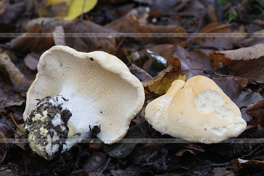 Hydnum (and similar Sarcodon Hydnellum Phellodon) – fungi with spines below the cap instead of gills.