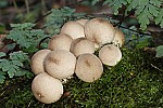 Puffballs and Earthballs – Spores are inside a roundish ball shaped structure.  Spore mass usually starts off white and matures brownish.
